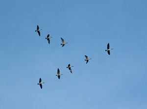 Canada geese 2024 on migration